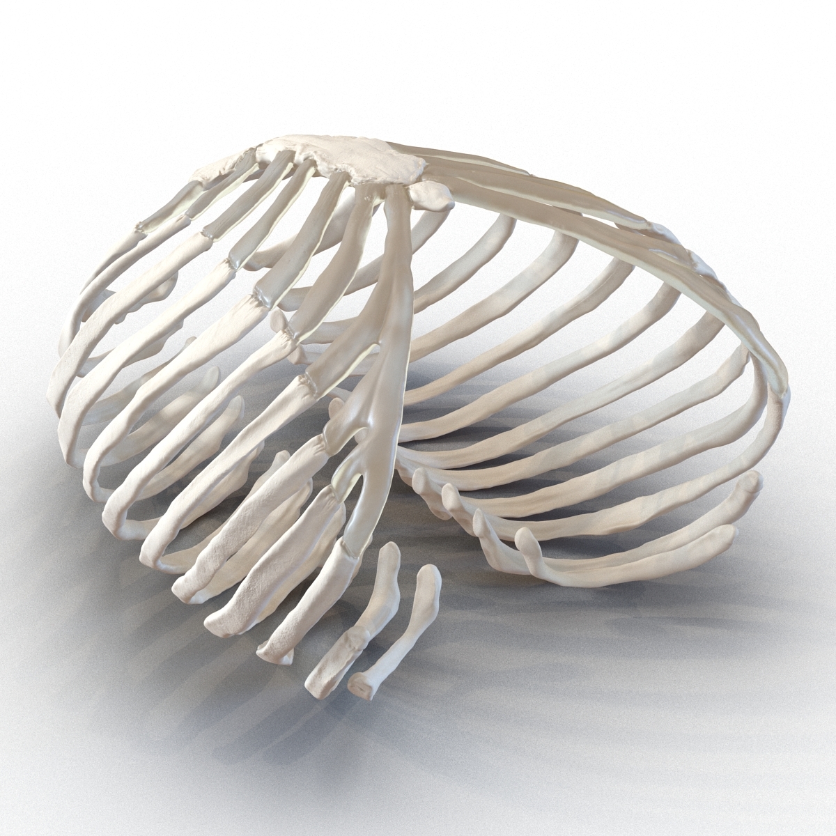3d female ribcage skeleton