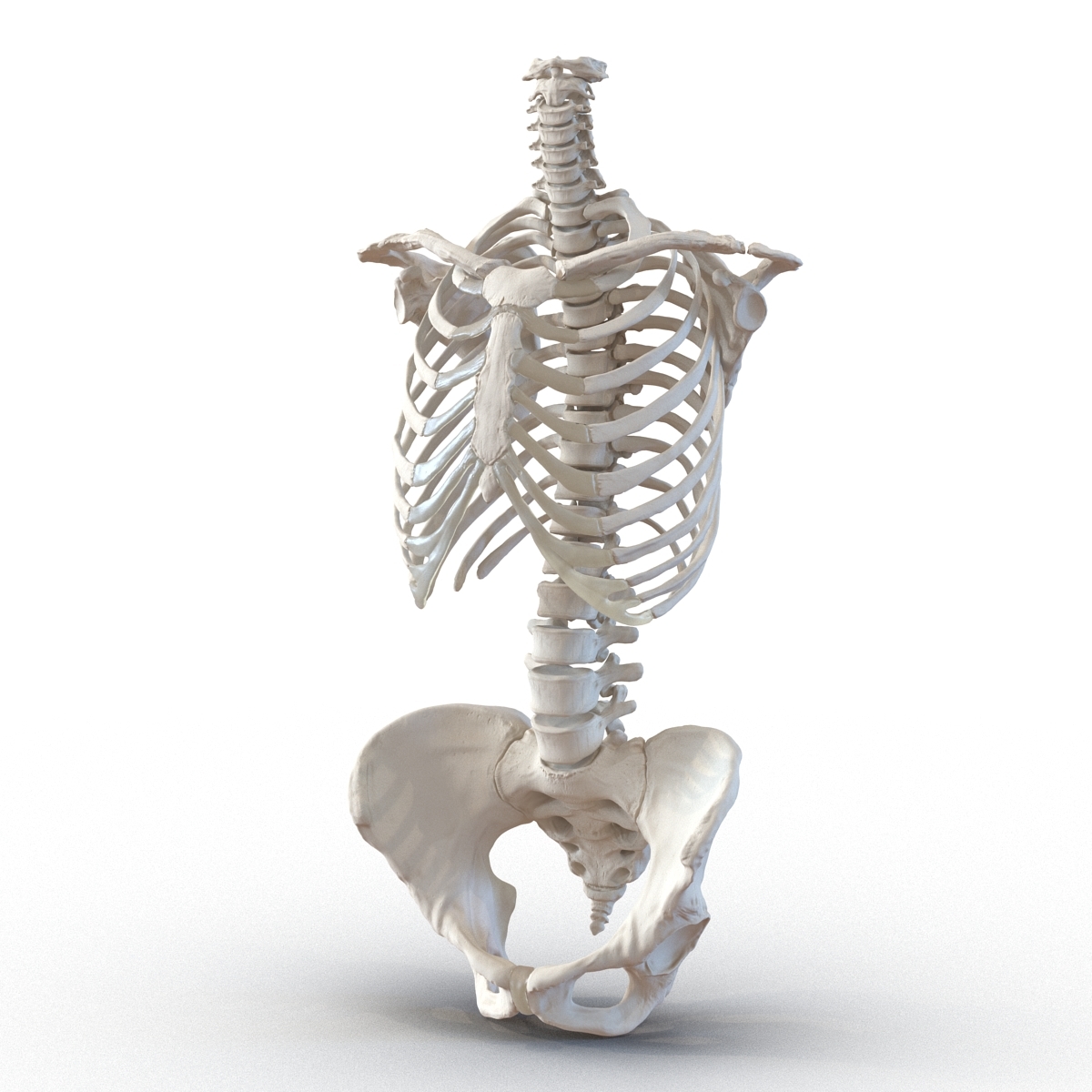 female torso skeleton 3d obj