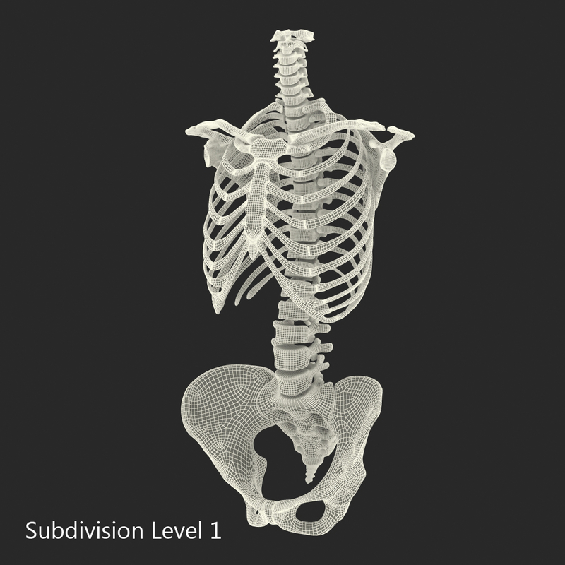 torso skeleton drawing