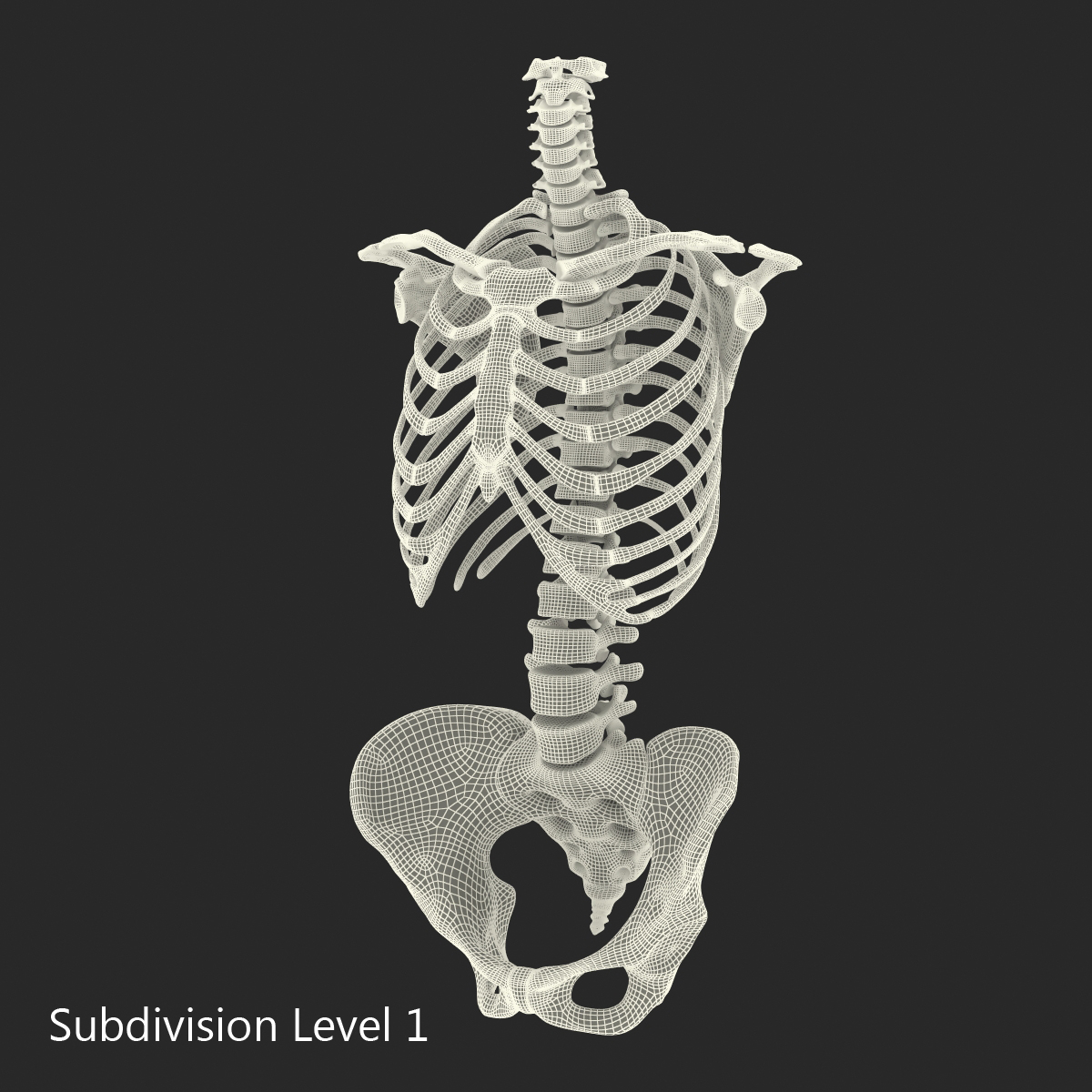 skeleton torso drawing