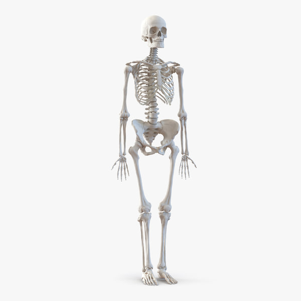 human female skeleton max