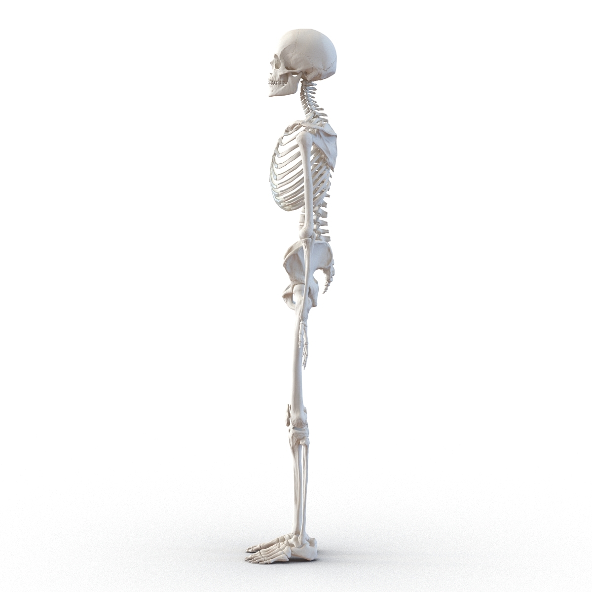 人类女性骨骼3d模型