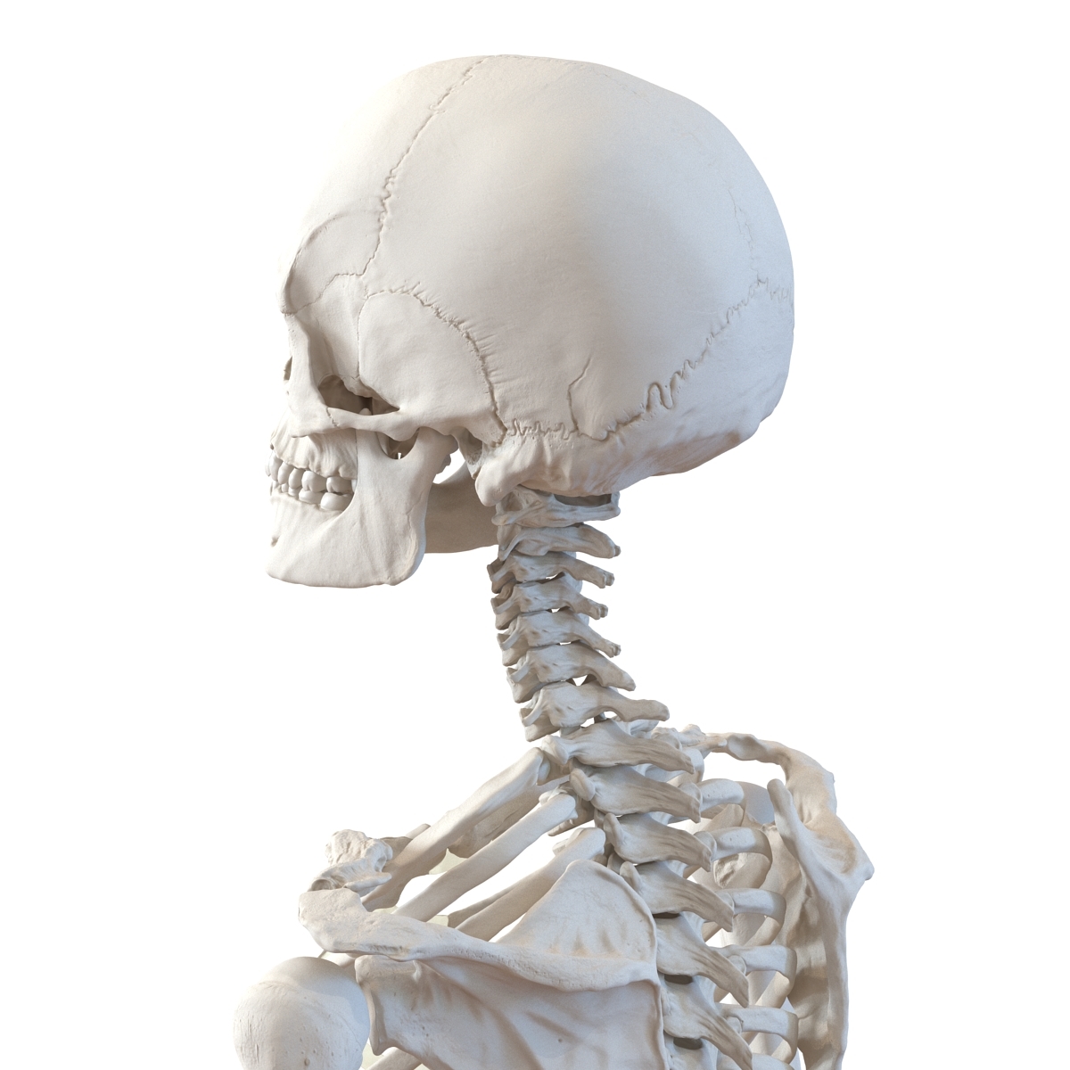 人类女性骨骼3d模型