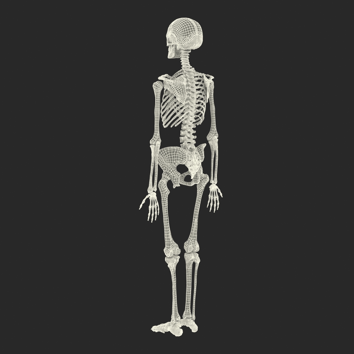 human female skeleton max