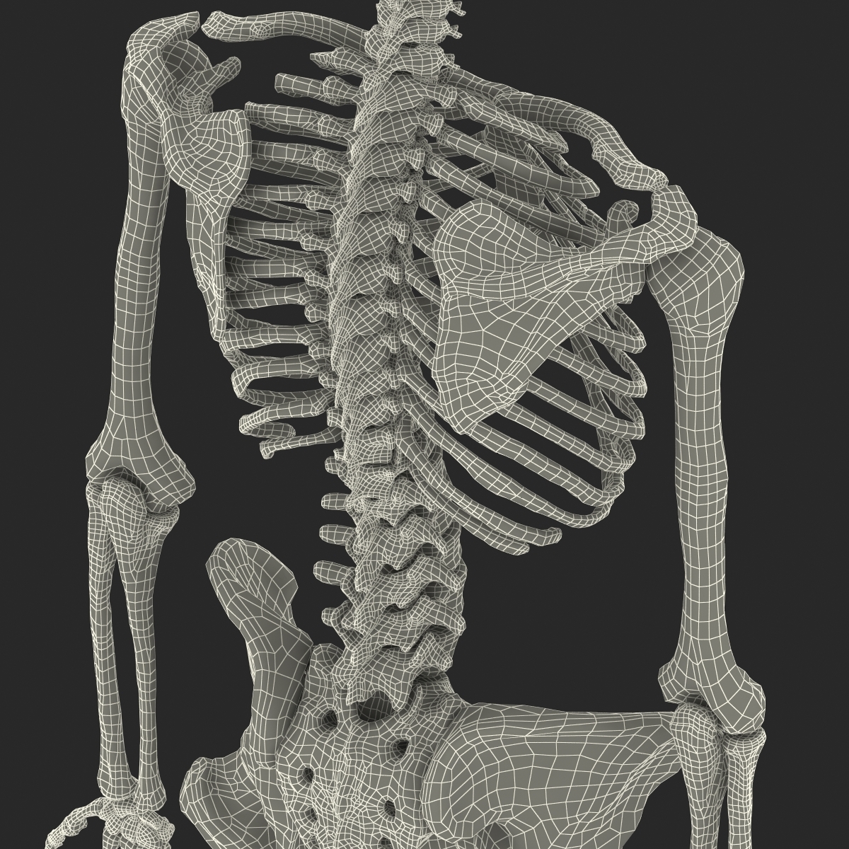 人类女性骨骼3d模型