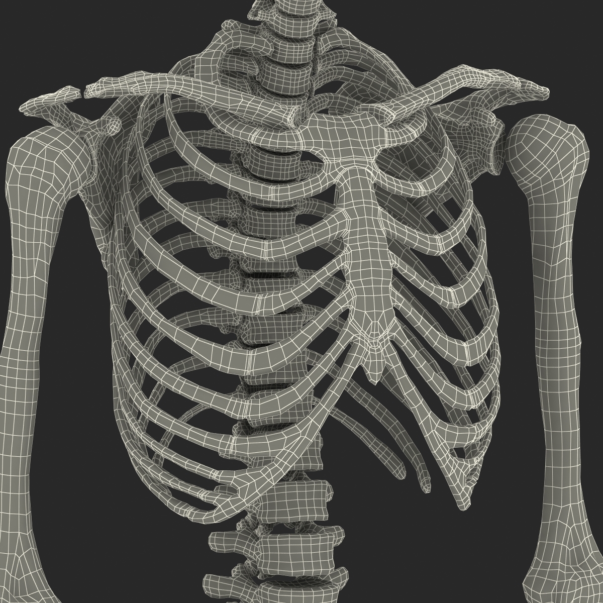 人类女性骨骼3d模型