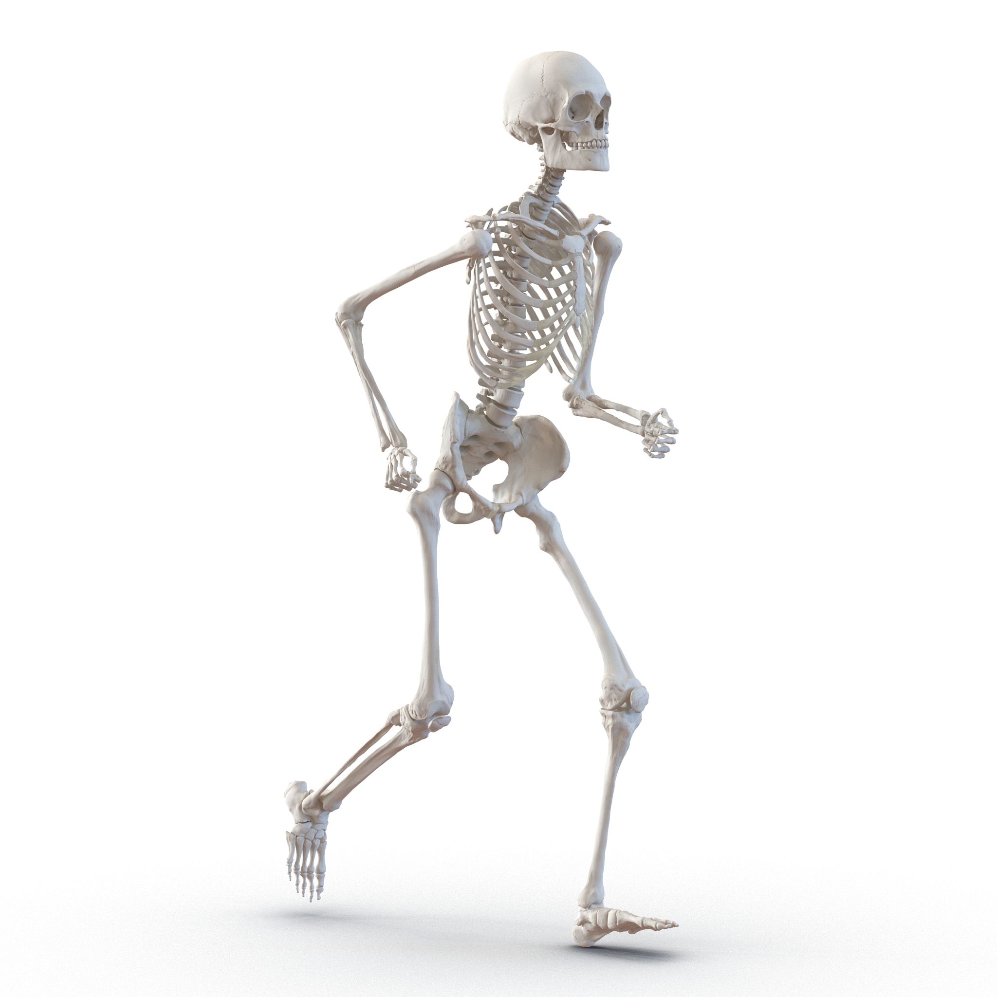 human male skeleton pose 3d 3ds