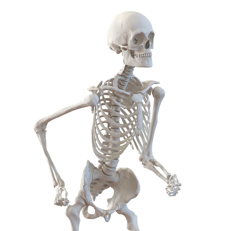 human male skeleton pose 3d 3ds