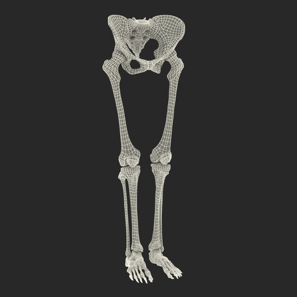 female lower body skeleton obj