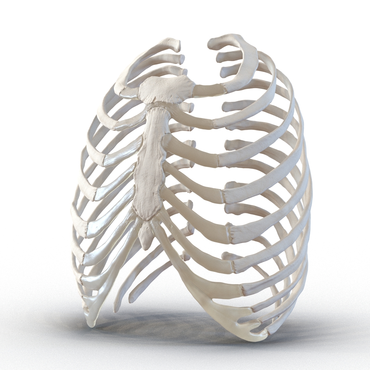 3d female ribcage skeleton