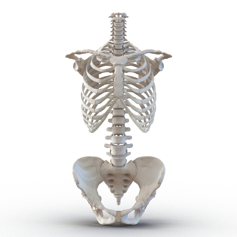 女性躯干骨骼3D模型 TurboSquid 1025031