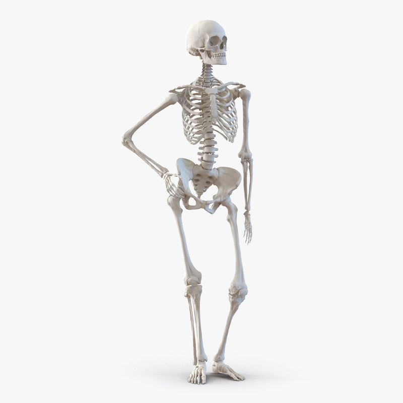 3d Human Female Skeleton Pose