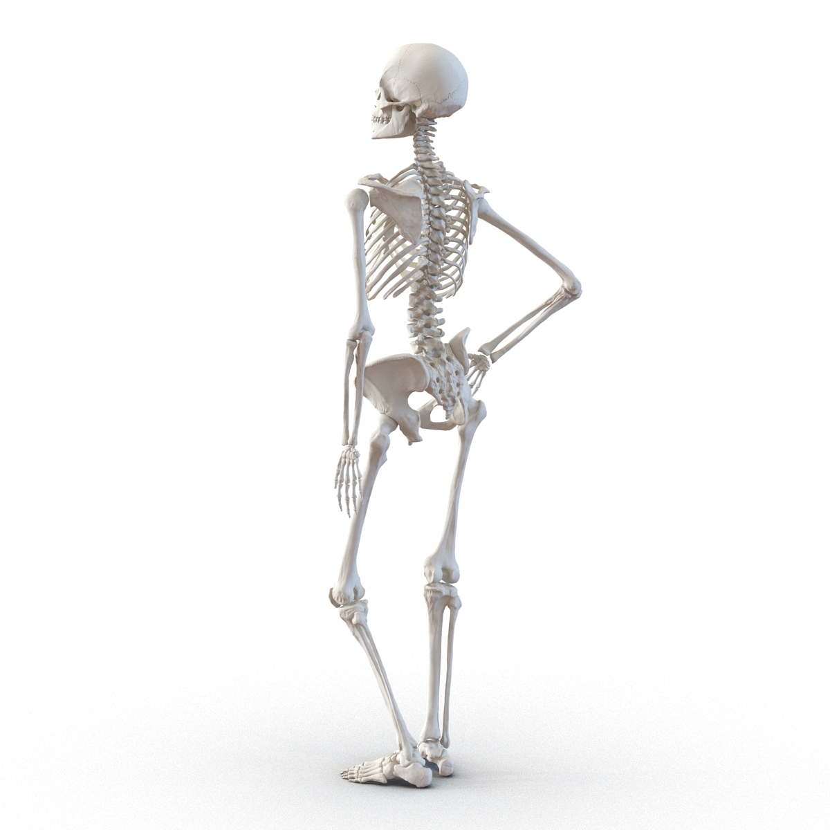 skeleton pose reference