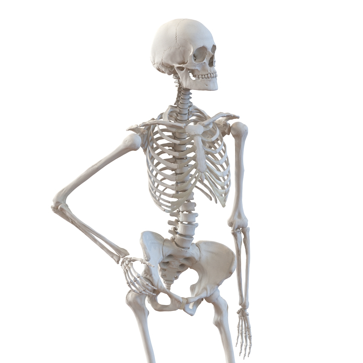 3d human female skeleton pose