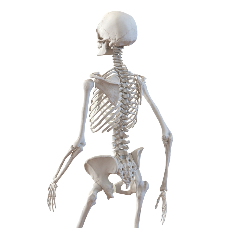 human female skeleton pose c4d