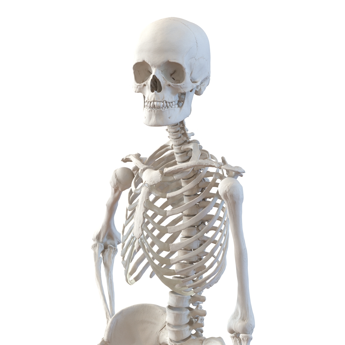 skeleton pose reference