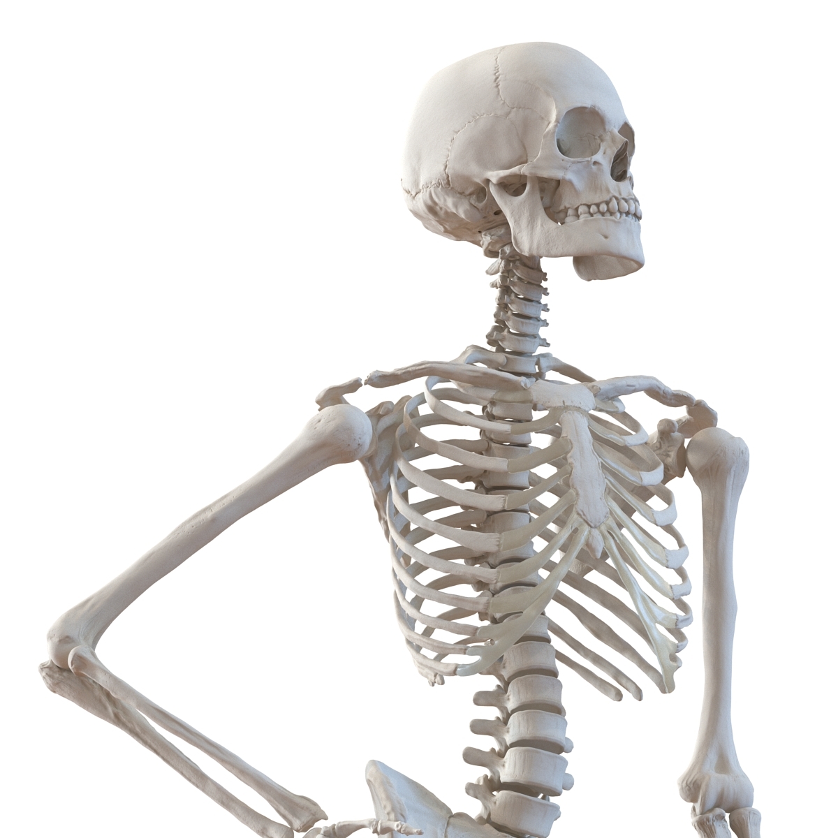 skeleton poses for artists