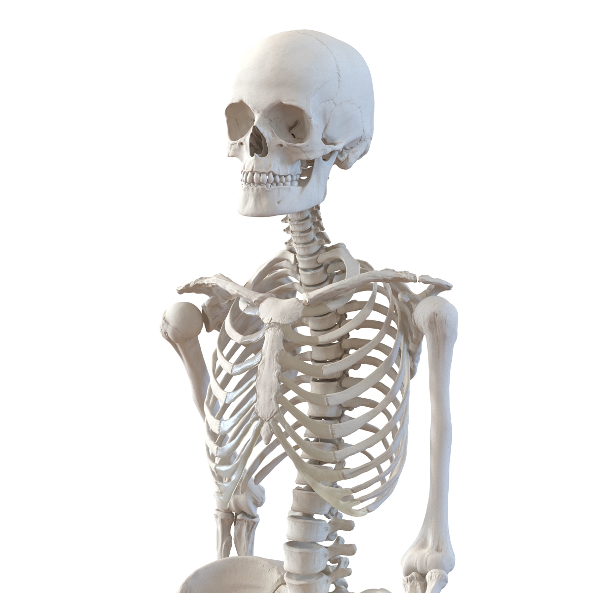 poseable anatomy figure online