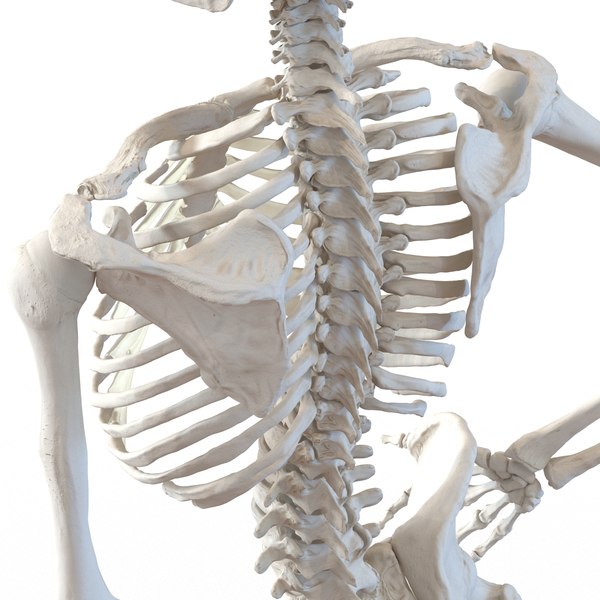 3d human female skeleton pose