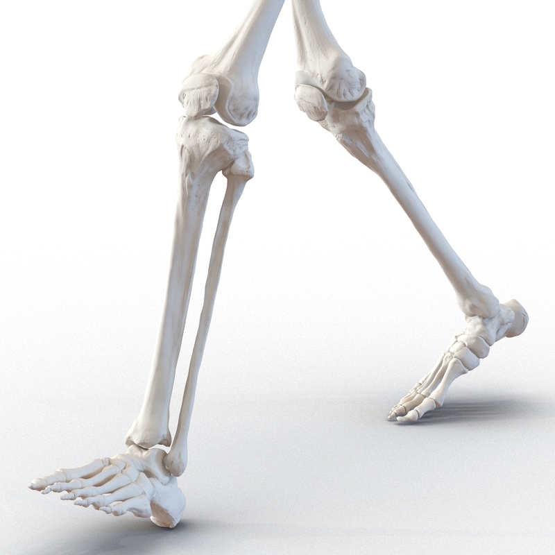 poseable anatomy figure online