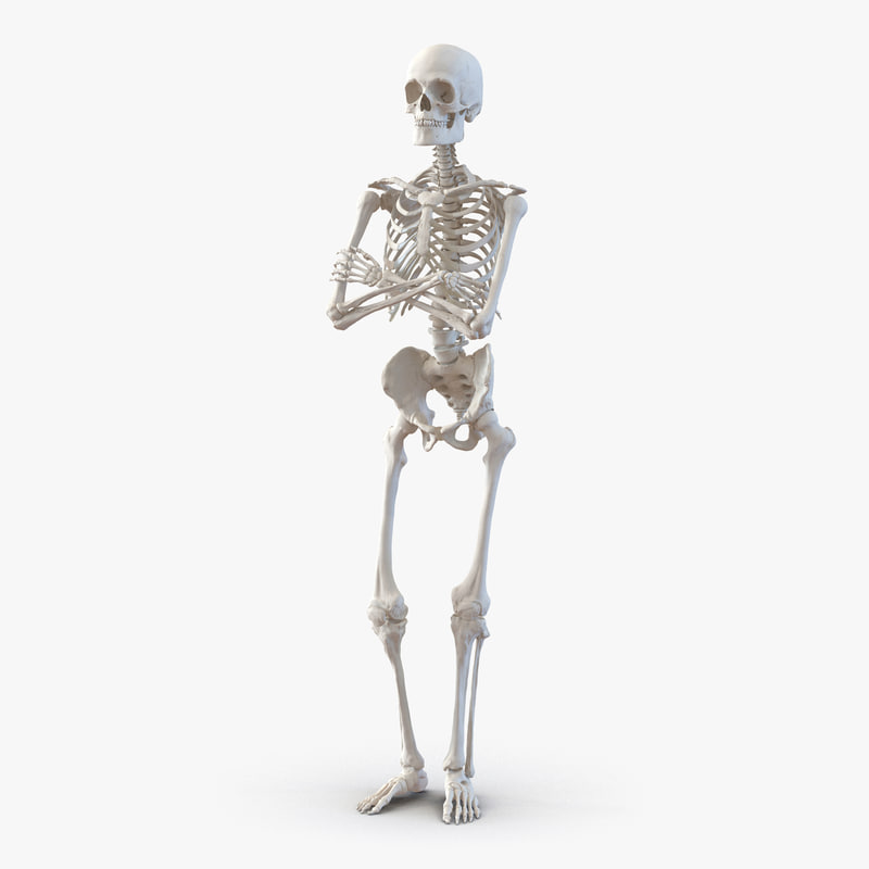 poseable anatomy figure online