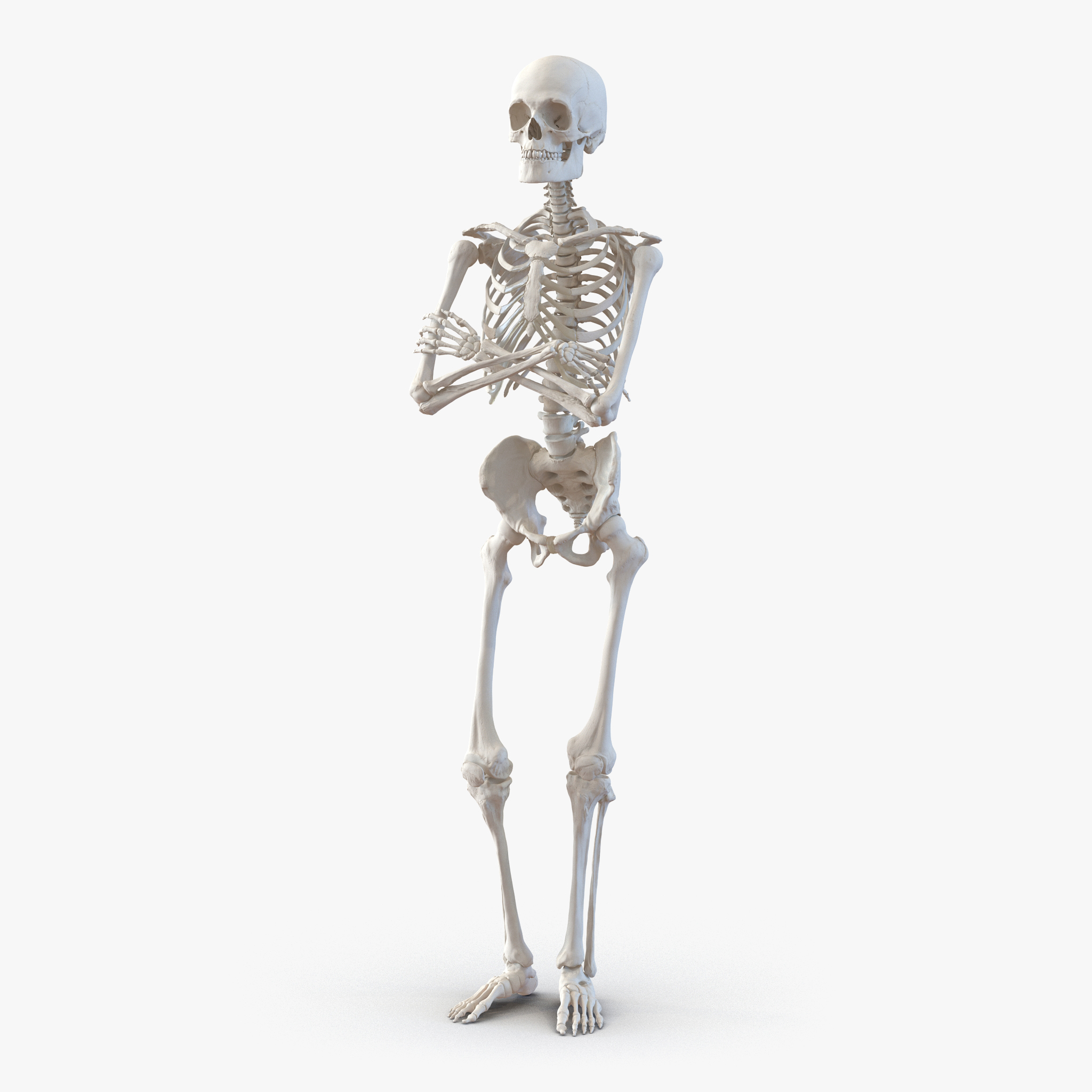 Модель скелета