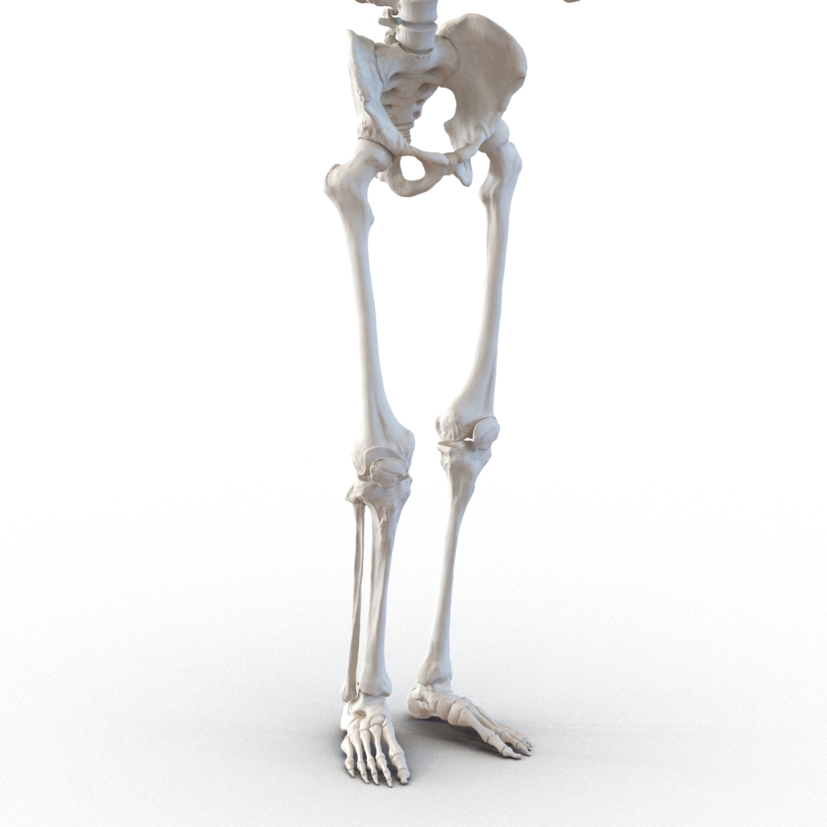 skeleton pose reference