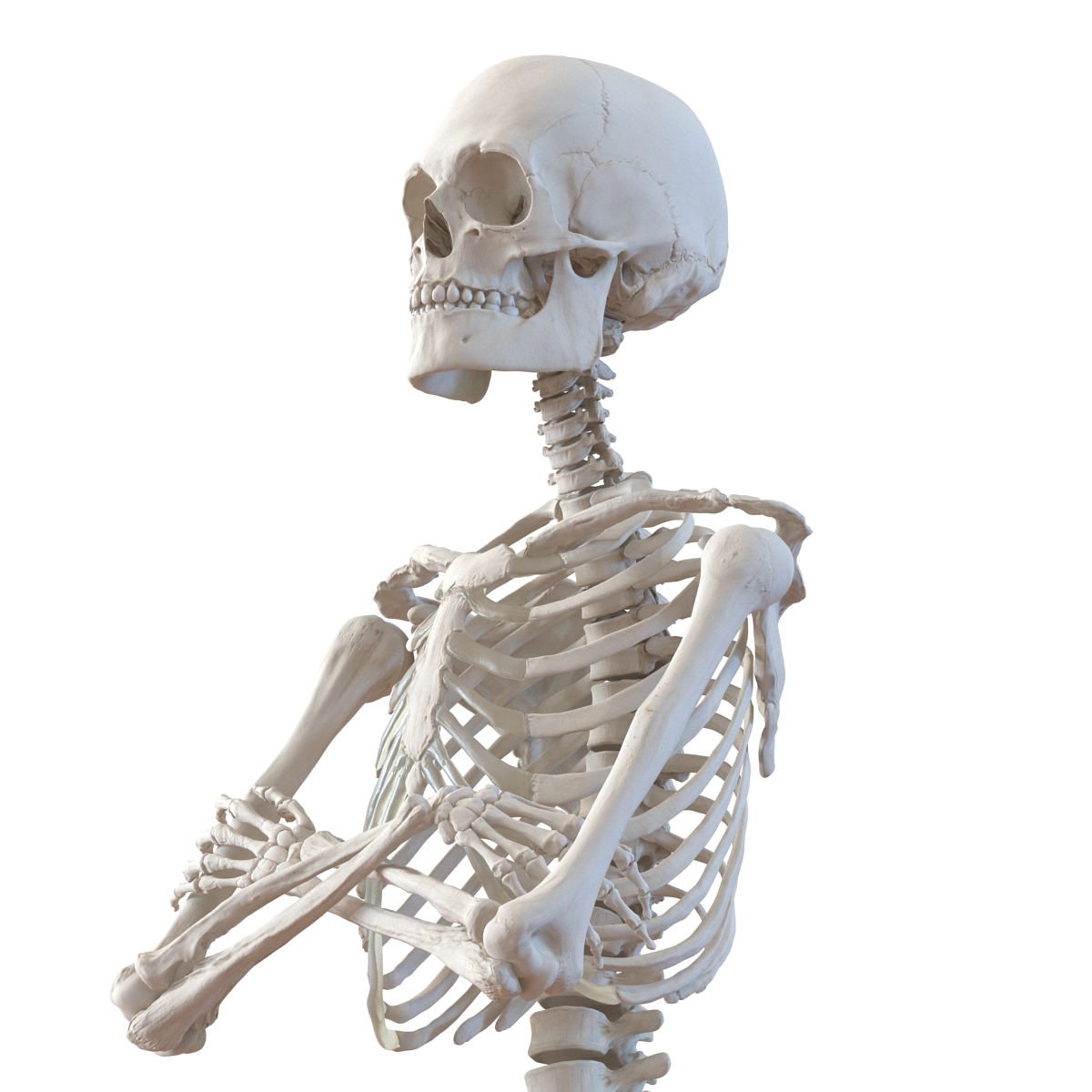 skeleton poses for artists