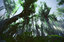 3d model rainforest ultra hd