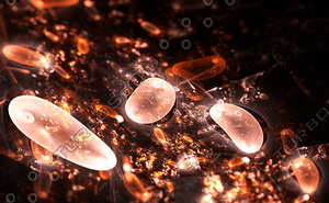 Cells, bacteria or virus
