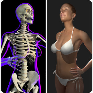 rigged x-ray skeleton female 3d model