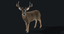 deer 2 fur 3d model