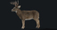 deer 2 fur 3d model