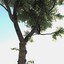 realistic linden lime tree 3d model