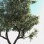 realistic linden lime tree 3d model