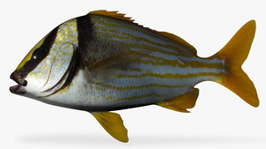 3d model porkfish fish