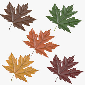 3d model maple leafs 05