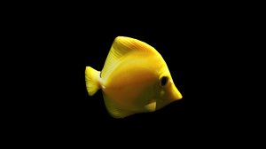 yellow fish 3d obj