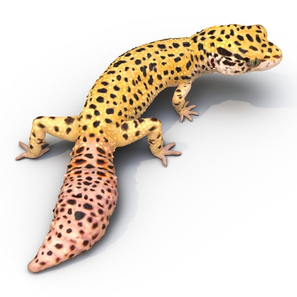 3d-leopard-gecko-pose-4-model