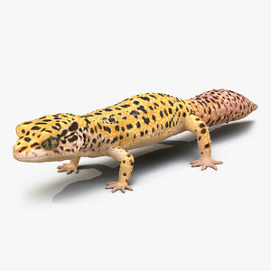 leopard gecko 3d model