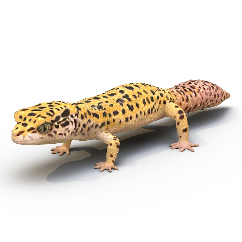 leopard gecko 3d model