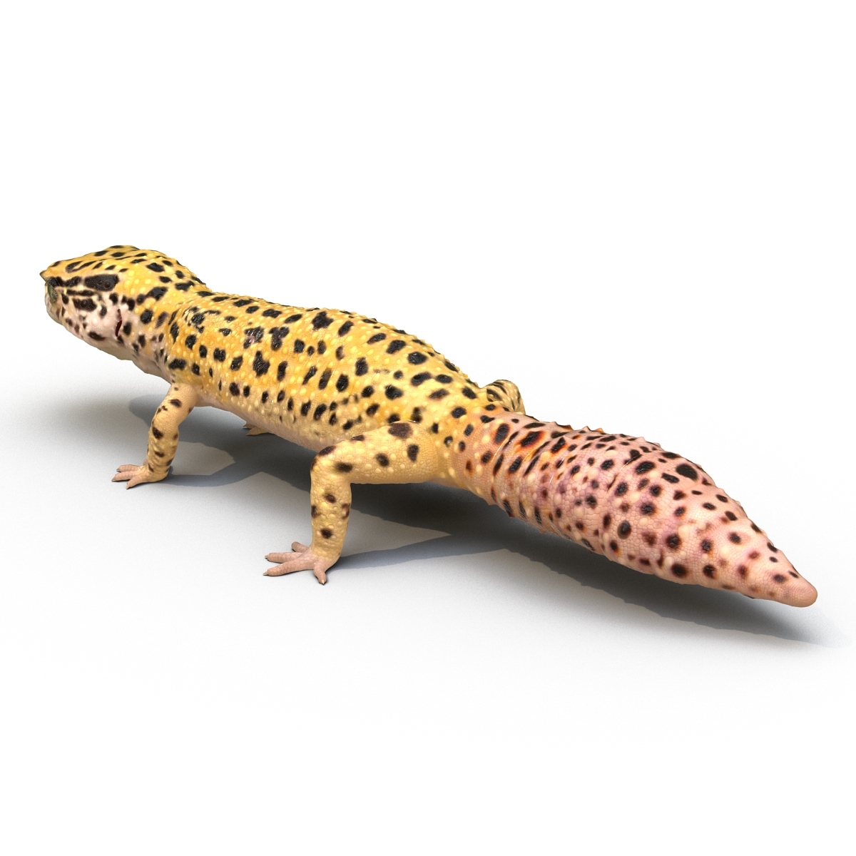 leopard gecko 3d model