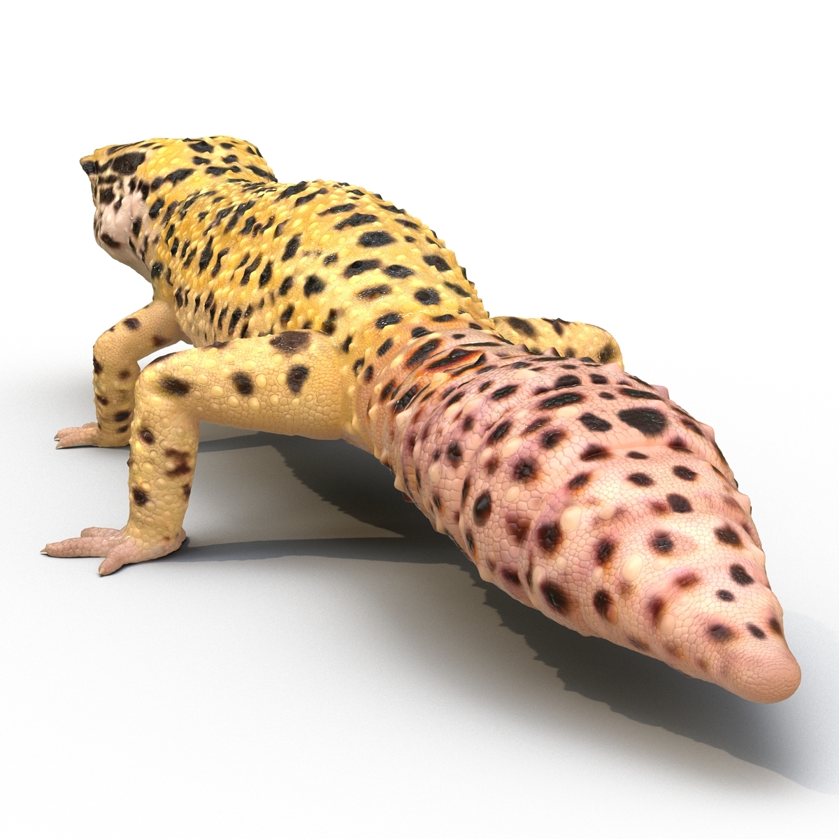 leopard-gecko-3d-model