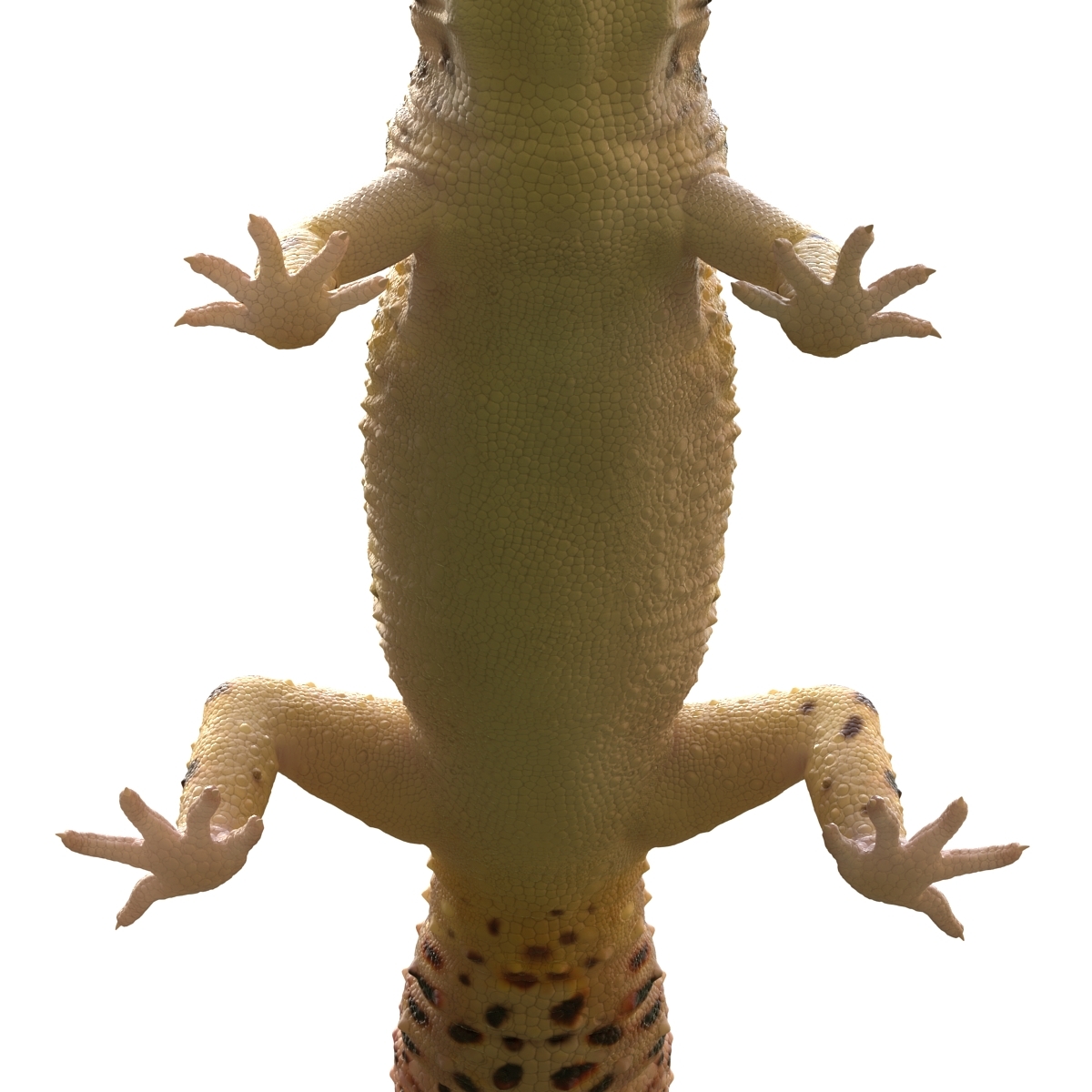 leopard-gecko-3d-model