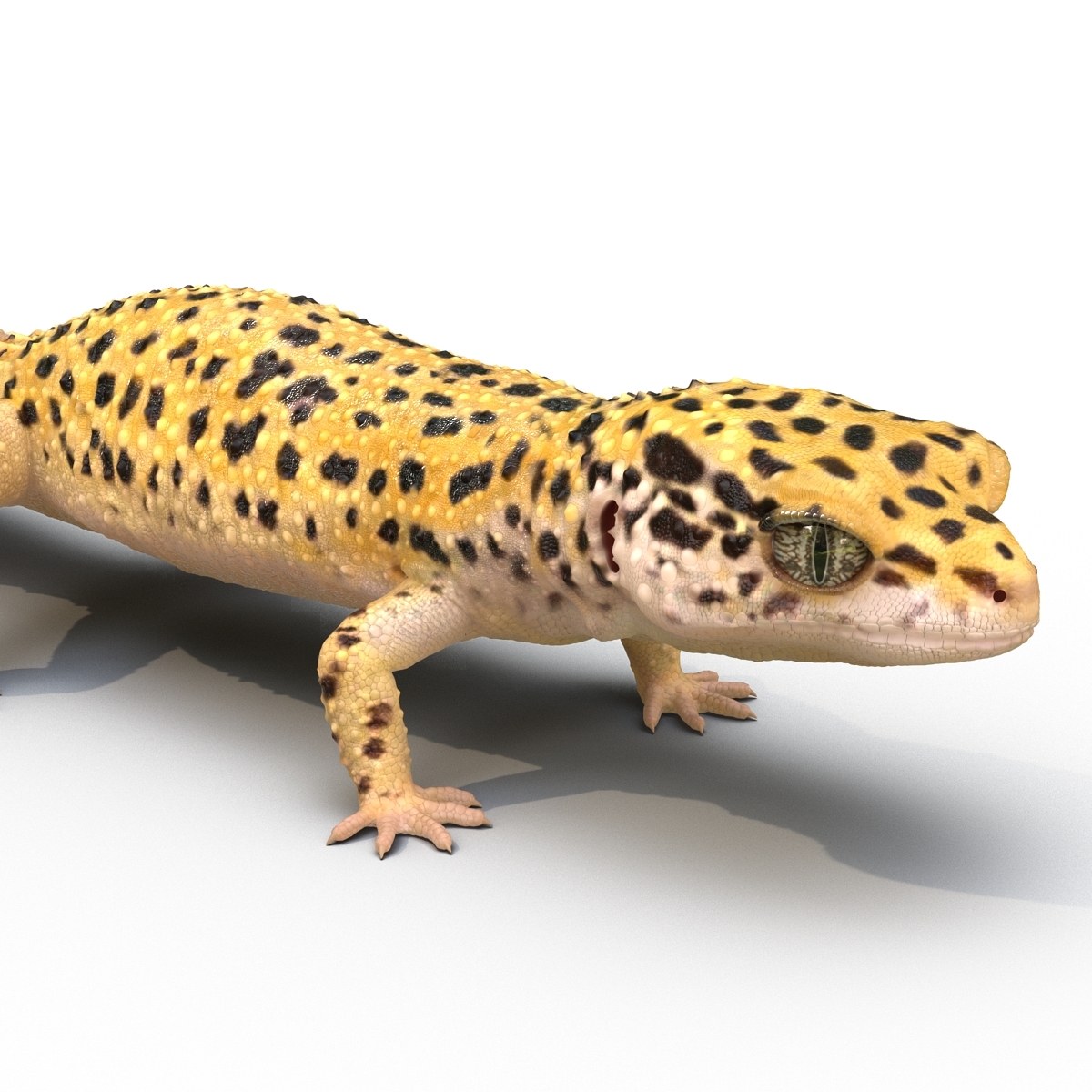 leopard gecko 3d model