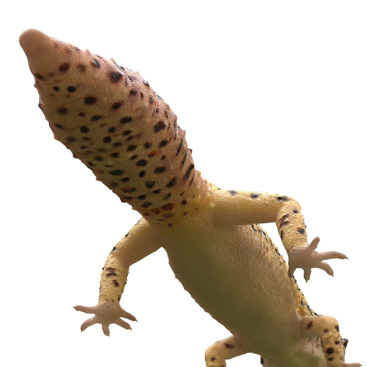 leopard gecko 3d model