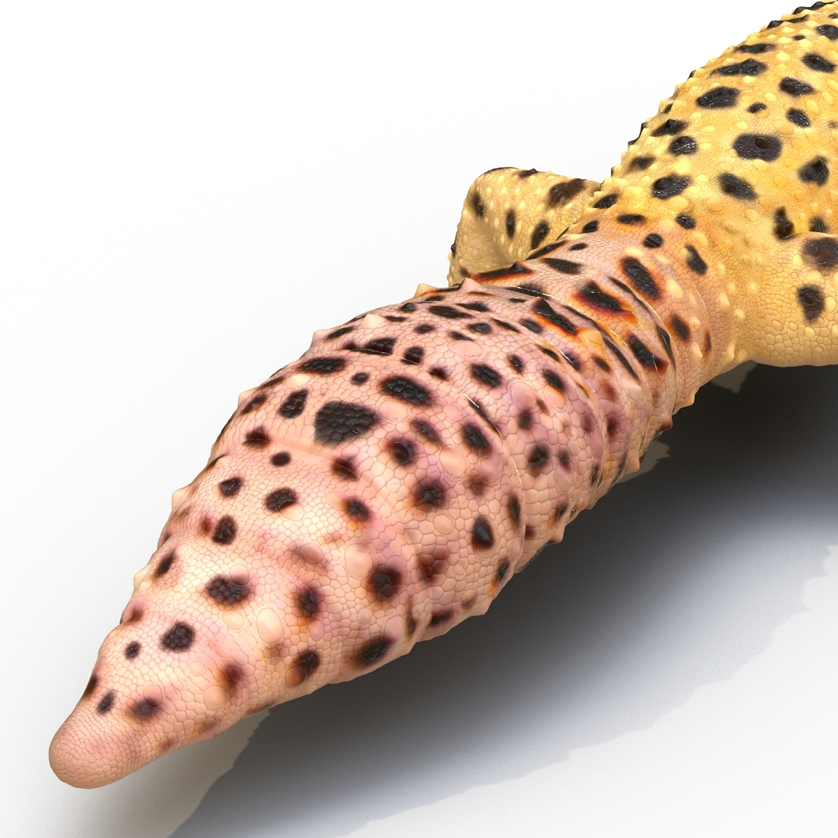 leopard gecko 3d model