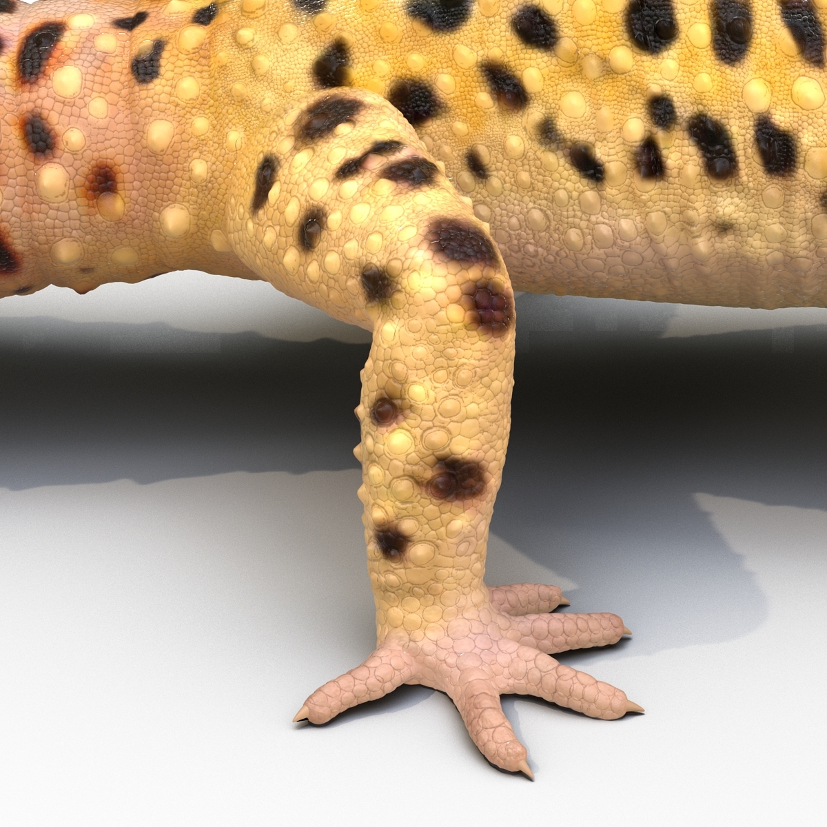 leopard gecko 3d model