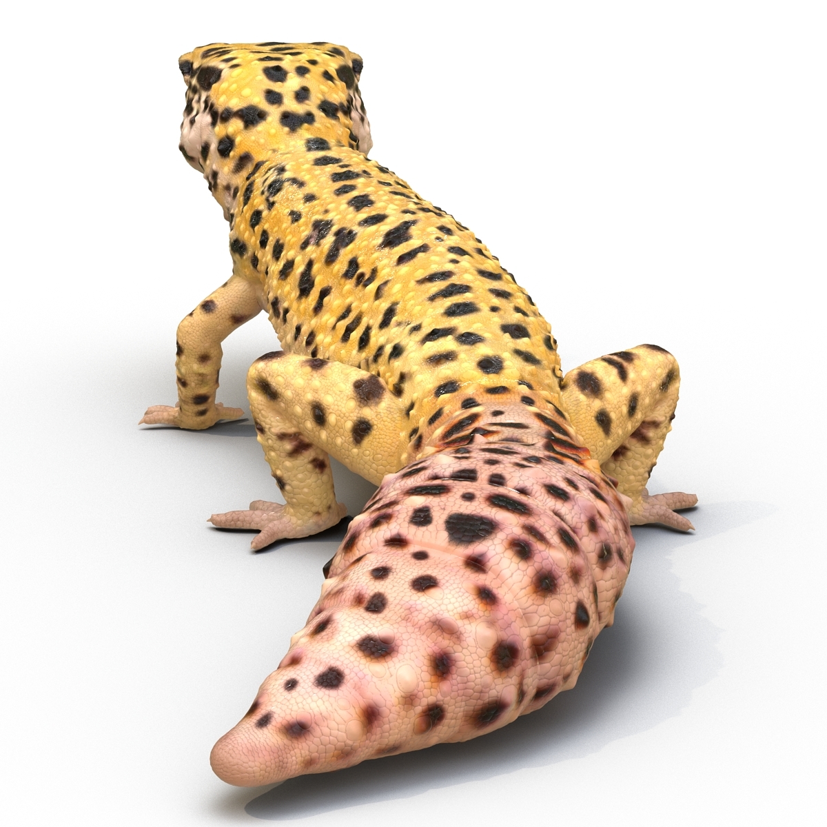 gecko-leopardo-equipado-para-maya-modelo-3d-turbosquid-1495064