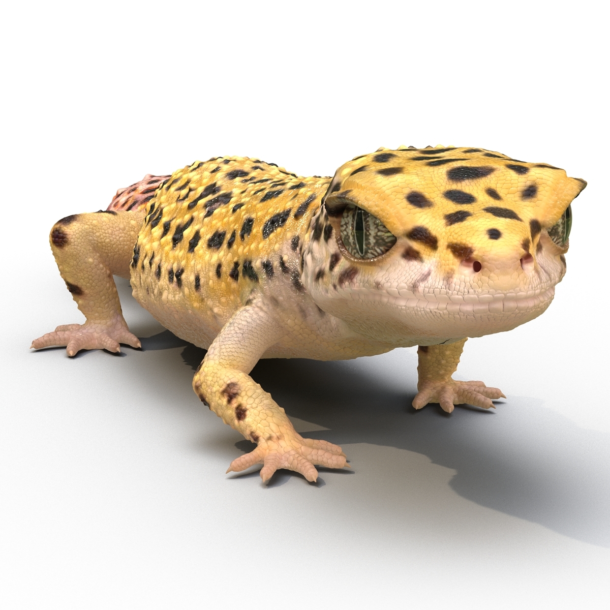 3d leopard gecko pose modeled model.